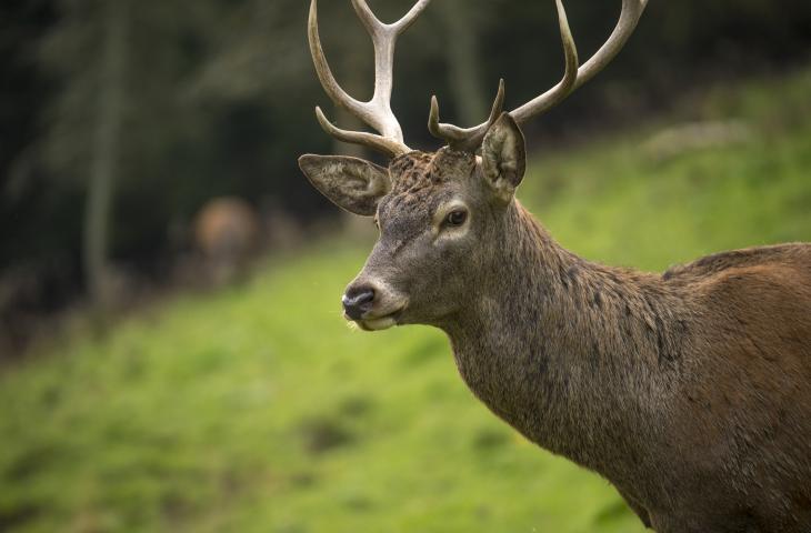 Wild in Wildgehege in Schmallenberg-Bödefeld