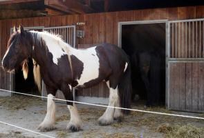 Unsere Pferde im Bergdorf LiebesGrün. Pferdestall beim Bergdorf LiebesGrün
