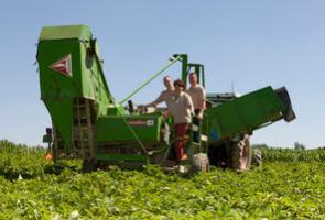 Erntezeit auf dem Kartoffelhof Ax in Schmallenberg. Ein Kartoffelernter auf dem Feld des Hof Ax in Schmallenberg