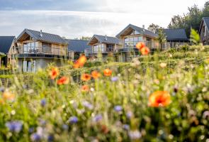 Nester mit Wildblumen und Kräutern Hütten mit Wildblumenwiese