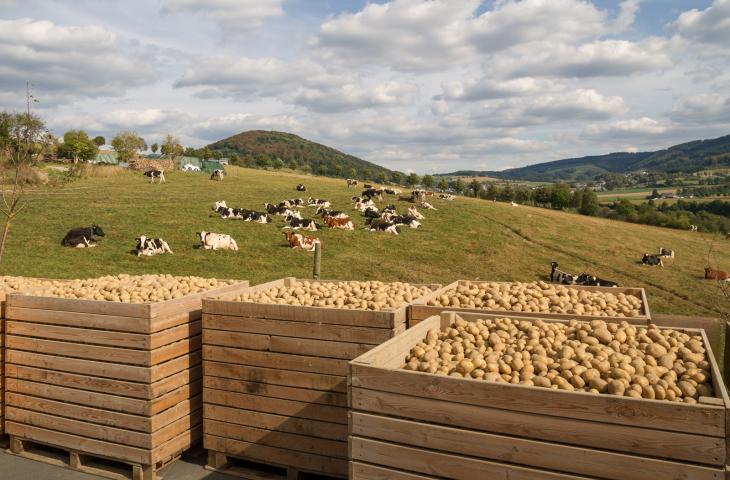 Kartoffeln nach der Ernte in großen Boxen auf dem Hof Ax in Schmallenberg. Kartoffeln nach der Ernte in großen Boxen auf dem Hof Ax in Schmallenberg.