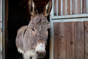 Zuckerschnutenesel warten auf Streicheleinheiten im Bergdorf LiebesGrün.