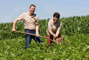 Familie Ax auf dem Kartoffelfeld bei einer Kartoffel-Stichprobe