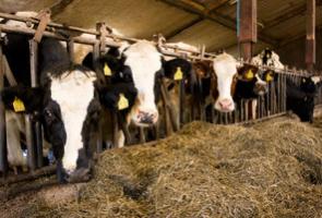 Kälber im Stall des Hof Ax in Schmallenberg