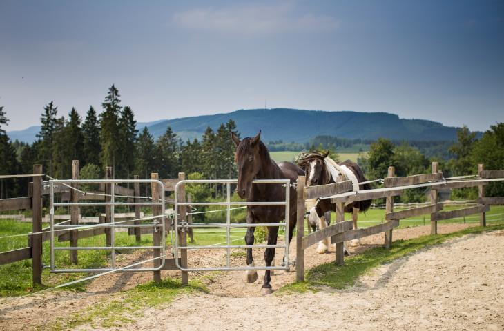 Naturerlebnisse im Sauerland