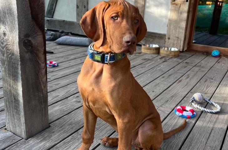 Urlaub mit Hund im Chaletdorf Sauerland